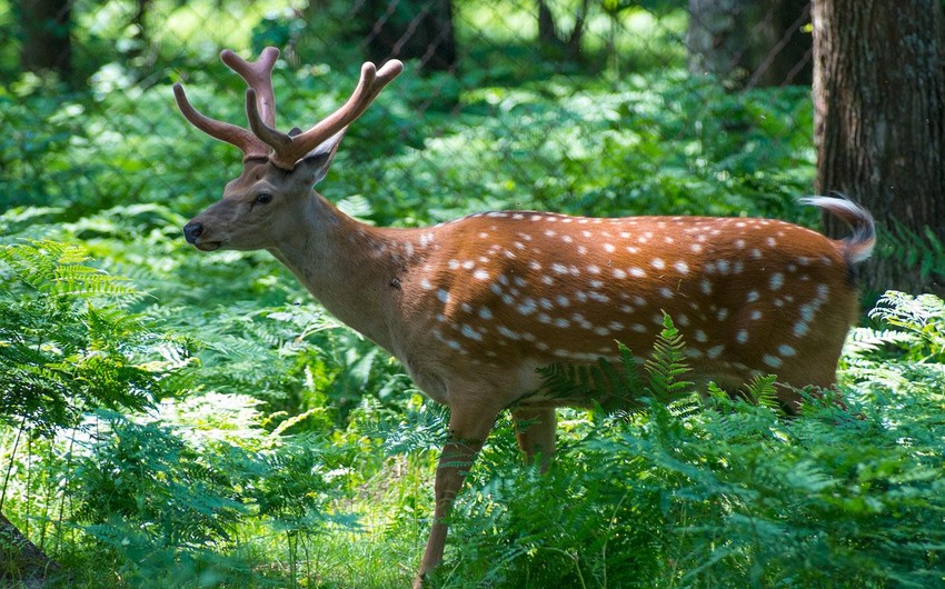 Endangered deer species to be transferred to Lesser Caucasus