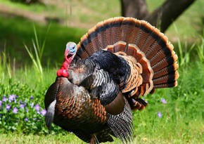 Production of turkey in Azerbaijan proposed