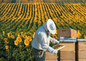 1 million AZN to be allocated for beekeeping project in Azerbaijan