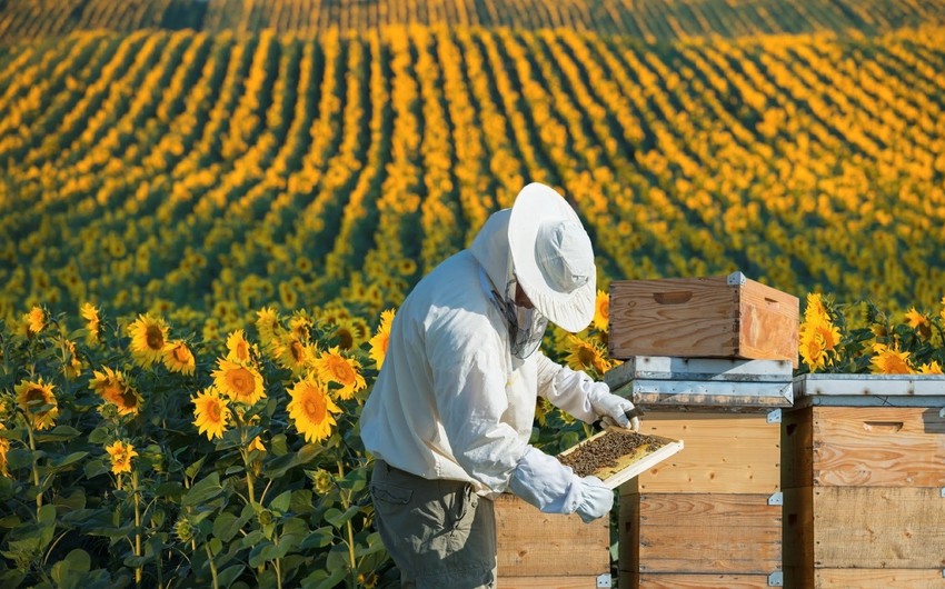 В Азербайджане выделят 1 млн манатов на проект по пчеловодству