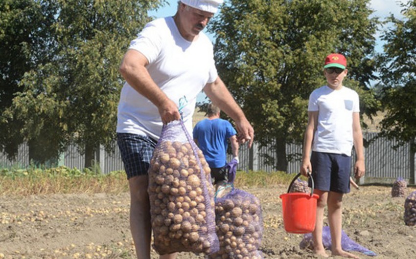 ​Лукашенко с сыном собрали 70 мешков картофеля