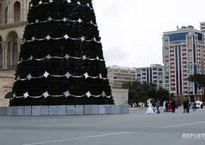 Pine trees decorated for New Year holiday in Baku - PHOTOS