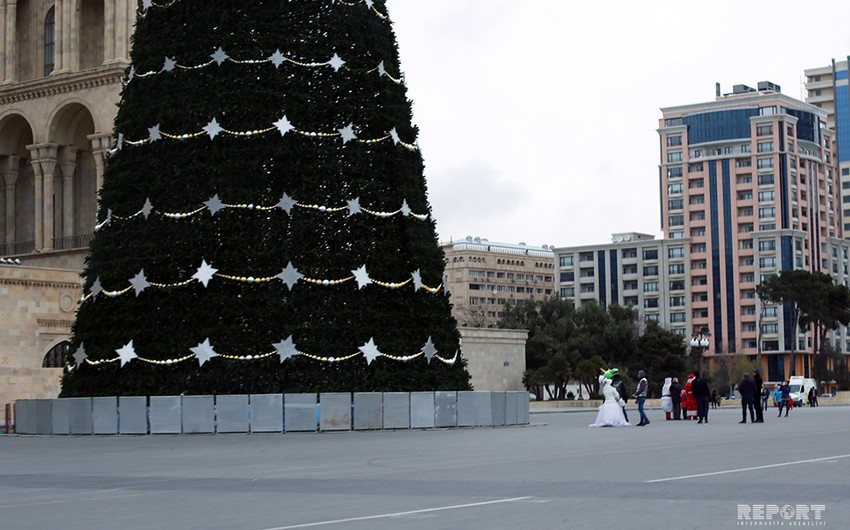 Pine trees decorated for New Year holiday in Baku - PHOTOS