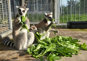 Nearly 1,000 endangered animals repatriated to Madagascar in anti-trafficking landmark