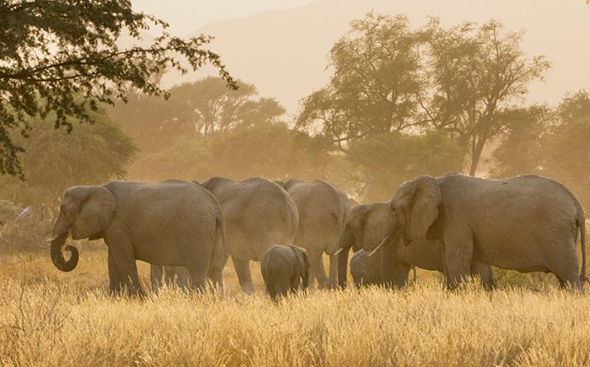 Установлена причина таинственной гибели слонов в Африке