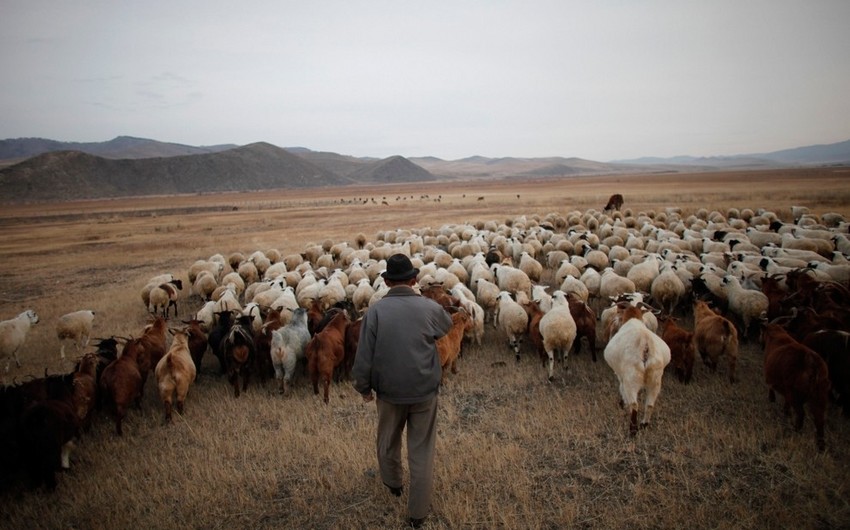 В Монголии объявлено ЧП из-за распространения ящура