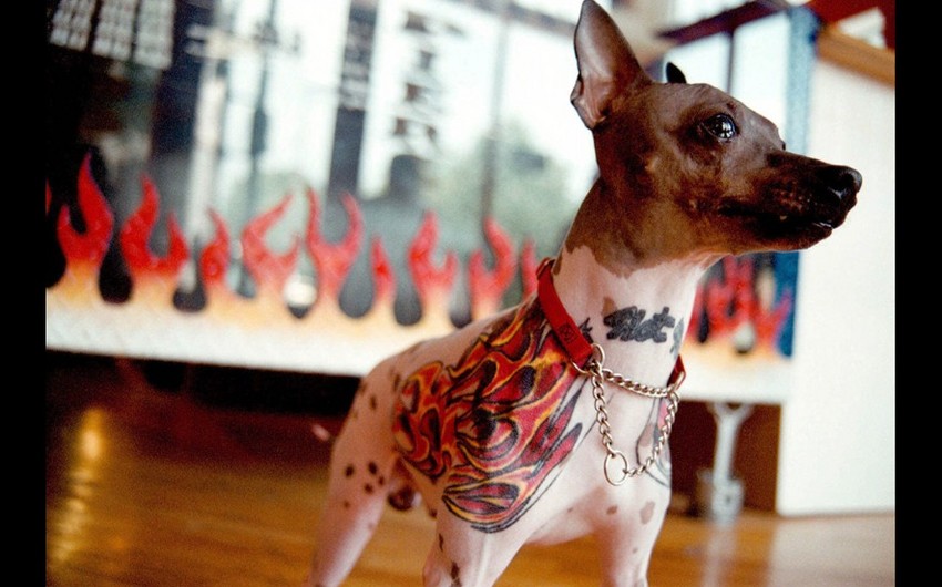 Braziliyada ev heyvanlarına tatuaj etdirmək qadağan edildi
