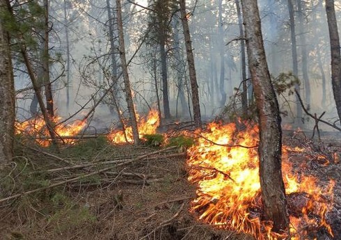 Летом 2022 года пожары уничтожили в Европе не менее 700 тыс. га леса