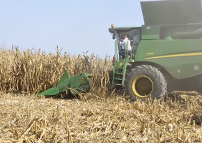 В Евросоюзе спрогнозировали объем экспорта зерна из Украины в июне
