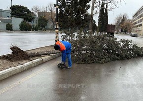 Strong wind causes consequences in Ganja