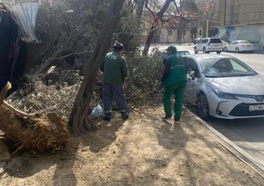 В Баку сильный ветер повалил 20 деревьев