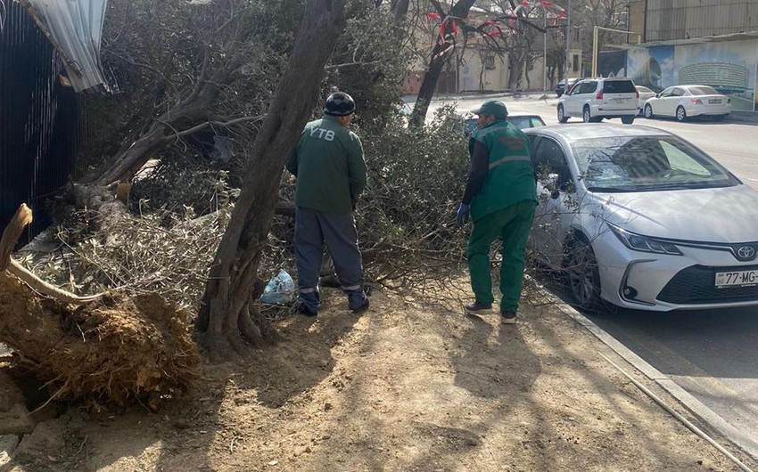 Güclü külək Bakıda 20 ağacı sındırıb