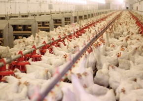Азербайджан ограничил ввоз птичьего мяса из Вьетнама
