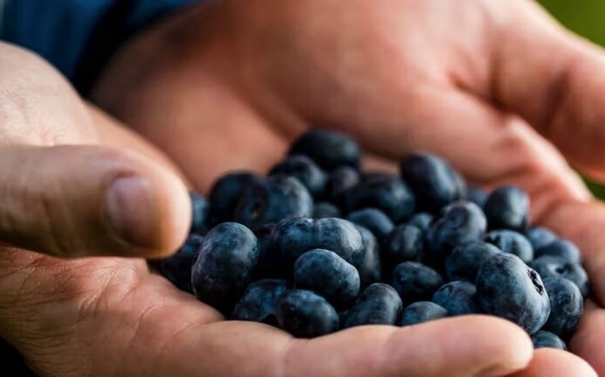 Zimbabwe plans to increase income from blueberry cultivation to $1B in 10 years