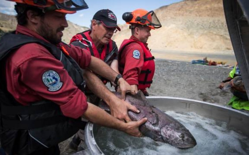 На Аляске зафиксировали массовую гибель лосося