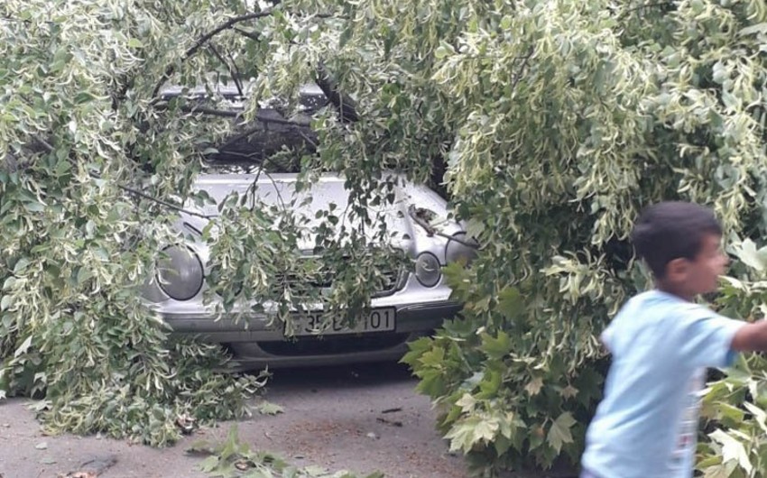 В Газахе ветер повалил деревья на автомобили