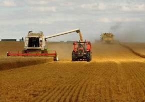 Main part of agricultural production in Azerbaijan accounts for small farms