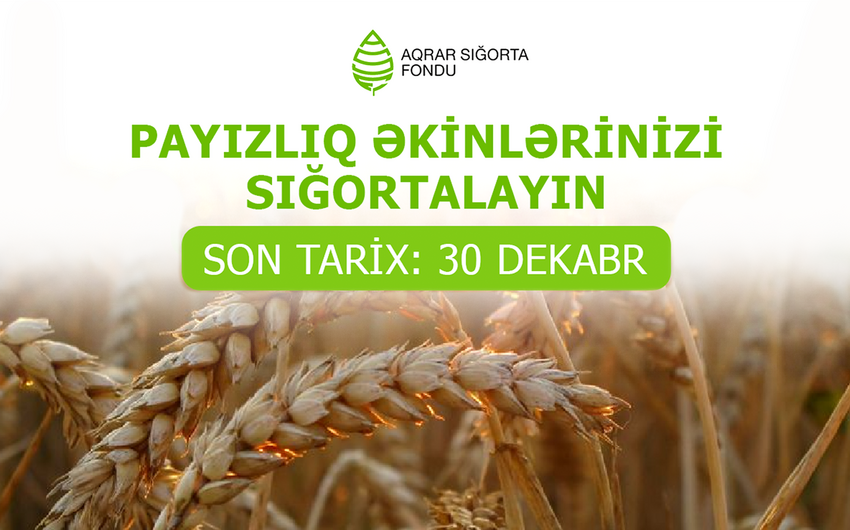 Aqrar Sığorta Fondu: Payızlıq əkinlərin sığorta prosesi dekabrın 30-da dayandırılacaq