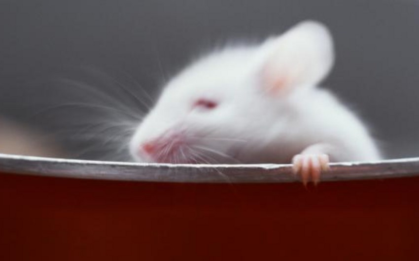 В МИД Франции приняли на работу двух котов для борьбы с крысами
