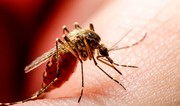 Number of West Nile fever deaths in Armenia increases to 4