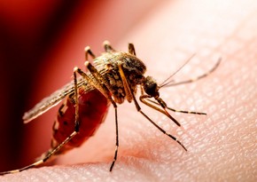 Number of West Nile fever deaths in Armenia increases to 4