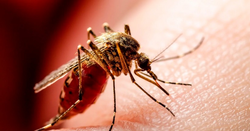 Number of West Nile fever deaths in Armenia increases to 4