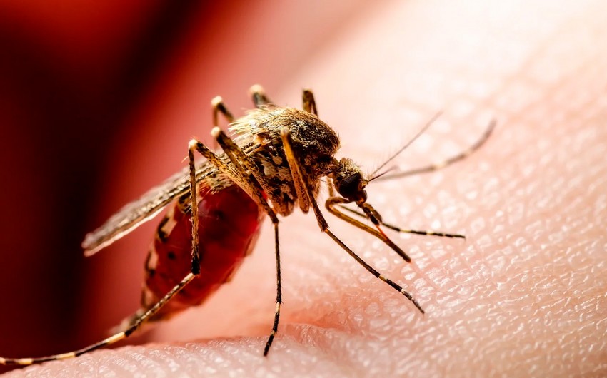 Number of West Nile fever deaths in Armenia increases to 4