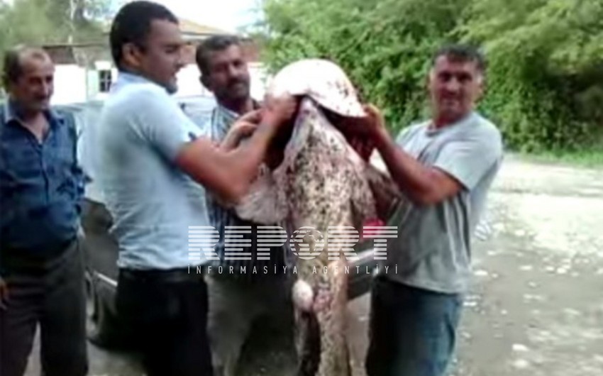 ​В Куре выловили гигантскую рыбу весом 60 кг