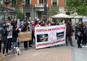 В Мадриде прошла акция протеста из-за экспериментов над животными