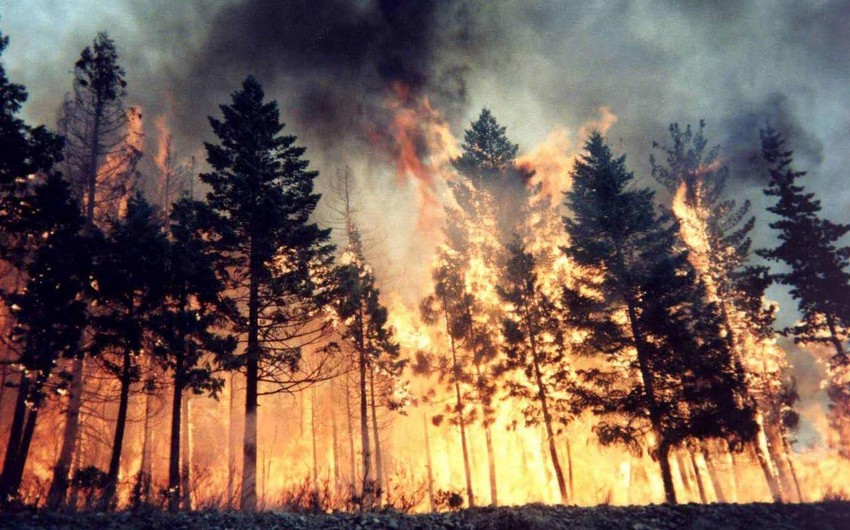 В Чили оценили предварительный ущерб от лесных пожаров