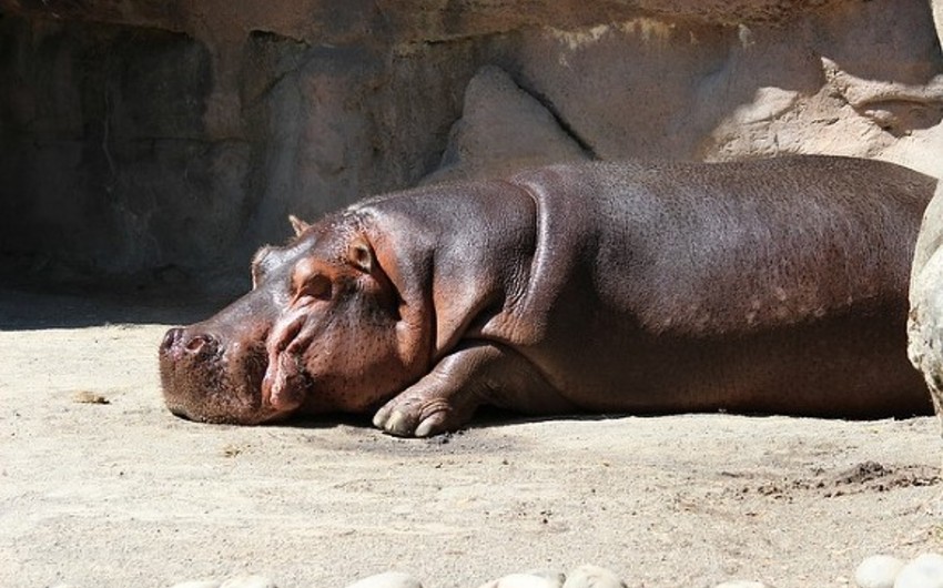 В сальвадорском зоопарке неизвестные до смерти забили бегемота