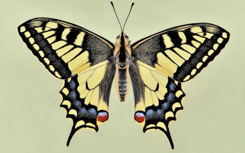В Лянкяране найдена занесенная в Красную книгу бабочка Махаон