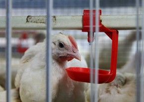 Во Франции сообщили о вспышке птичьего гриппа