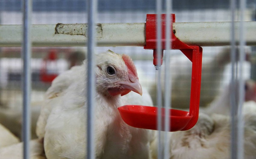 Во Франции сообщили о вспышке птичьего гриппа
