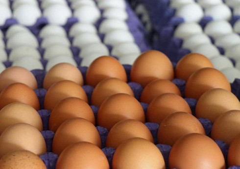 Правительство РФ приняло решение о беспошлинном импорте яиц
