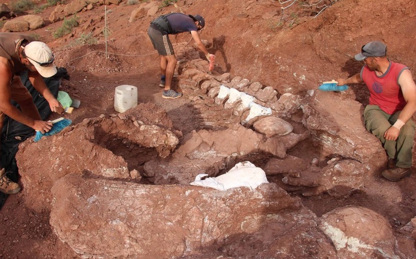 В Аргентине ученые нашли останки самого большого динозавра
