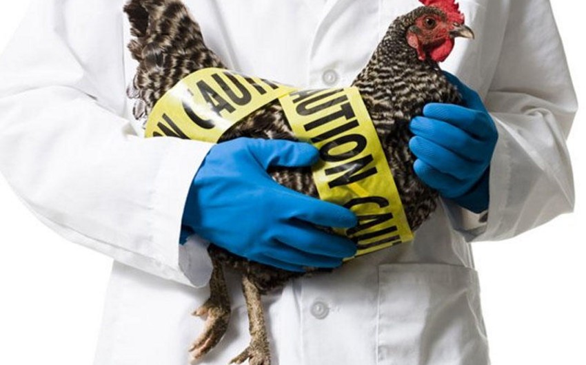 Official: Avian flu hits Iran, Russia, Japan and France