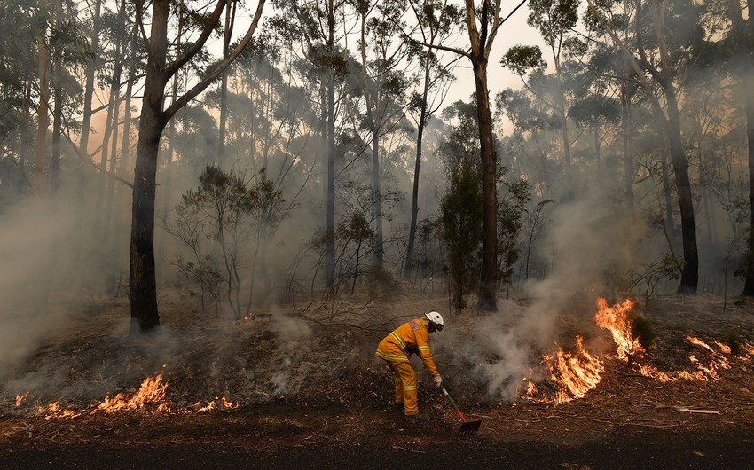 Лесные пожары в Турции –экологический террор против всего живого - КОММЕНТАРИЙ
