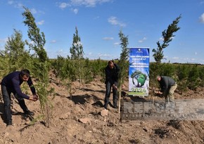 В рамках Года солидарности во имя зеленого мира в Имишли посажено свыше 11 тыс. деревьев