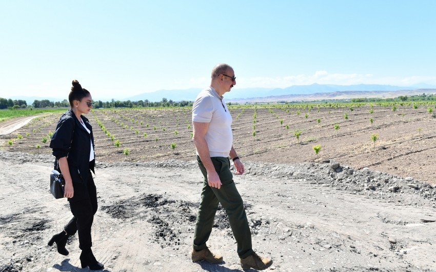 President and First Lady get acquainted with intensive orchard in Zangilan 