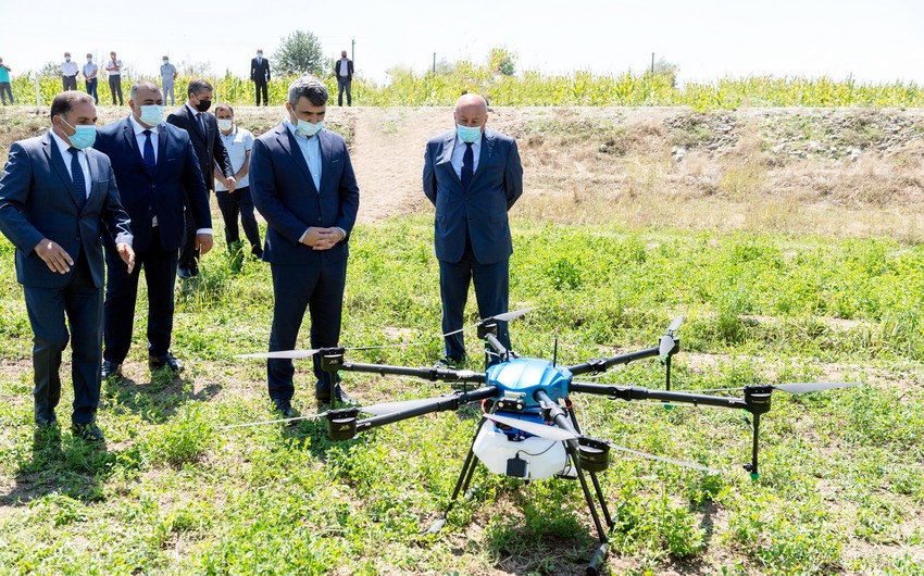 Впервые в Азербайджане кукурузные поля опрысканы с помощью дронов 