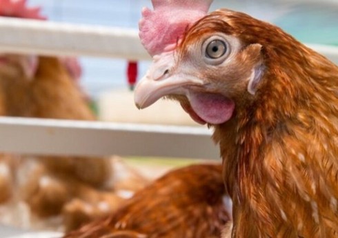 На Сахалине ввели режим ЧС в связи с птичьим гриппом