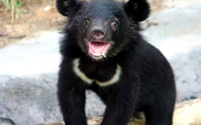 Черный медвежонок из России вызвал переполох в китайском городе