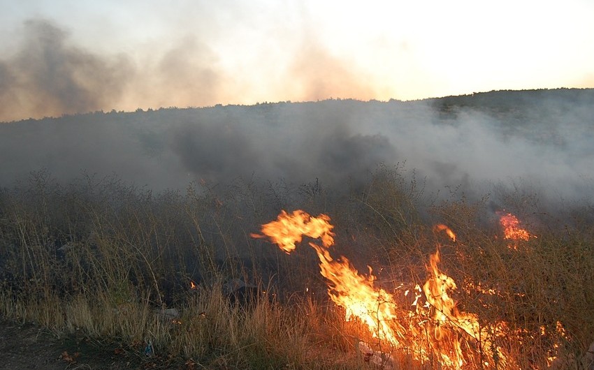 В Джалилабаде в лесу произошел пожар