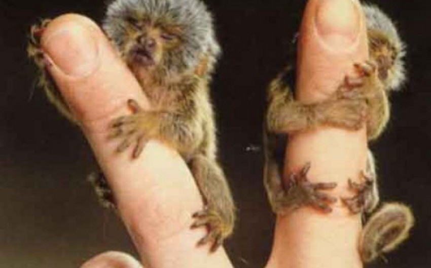 В зоопарке Великобритании родились микроскопические обезьянки - ВИДЕО
