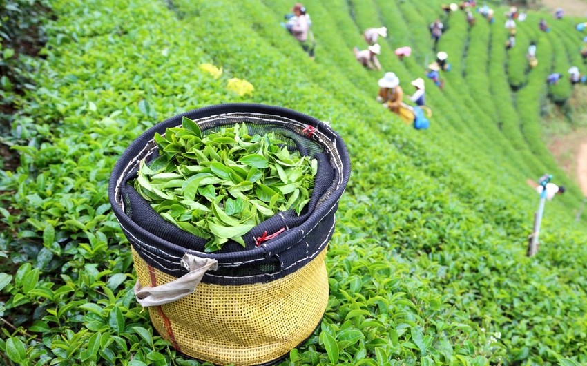 Georgia increases tea imports from Azerbaijan