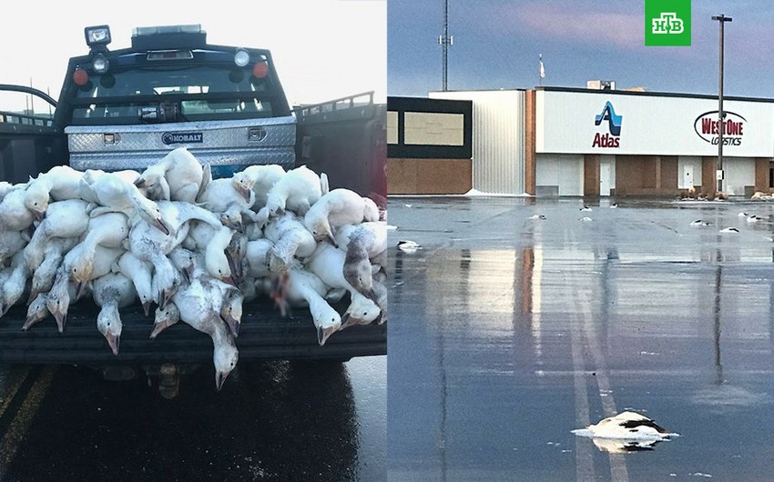 Десятки мертвых гусей упали на город в США - ФОТО
