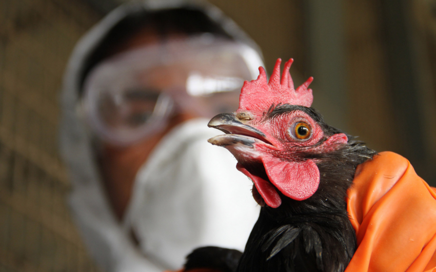 В Южной Корее выявили два новых очага птичьего гриппа