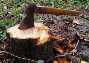 В шести районах Азербайджана незаконно вырублены деревья, нанесен ущерб на более 114 тыс. манатов