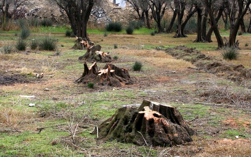 В Азербайджане лица, уничтожающие леса и зеленые насаждения, будут приговорены к 7 годам лишения свободы